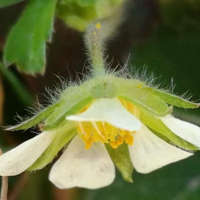 Potentilla sterilis — flower