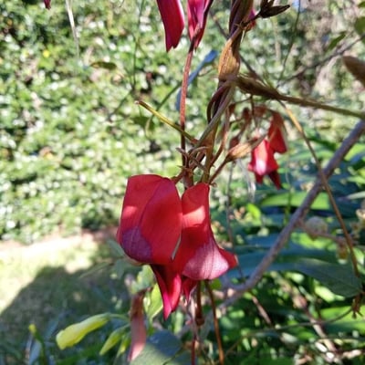 Kennedia rubicunda — flower
