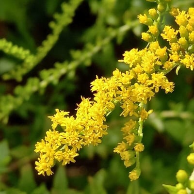 Solidago rugosa — flower