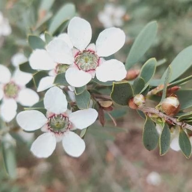 Leptospermum lanigerum — flower
