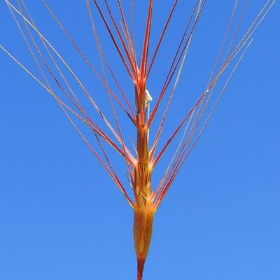 Aegilops triuncialis — flower