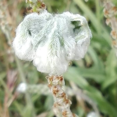 Bombycilaena erecta — flower