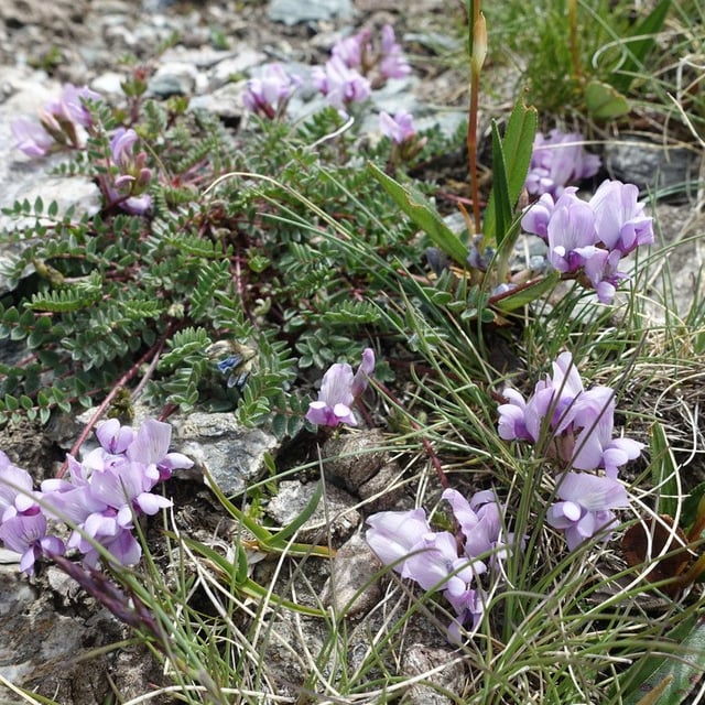 Oxytropis helvetica — flower