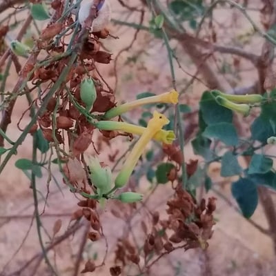 Nicotiana glauca — flower