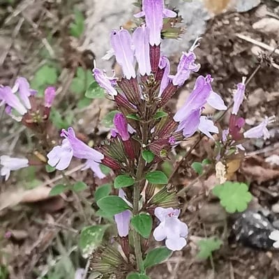 Clinopodium nepeta — flower