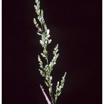 Sphenopholis obtusata — habit