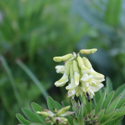 Astragalus frigidus — flower