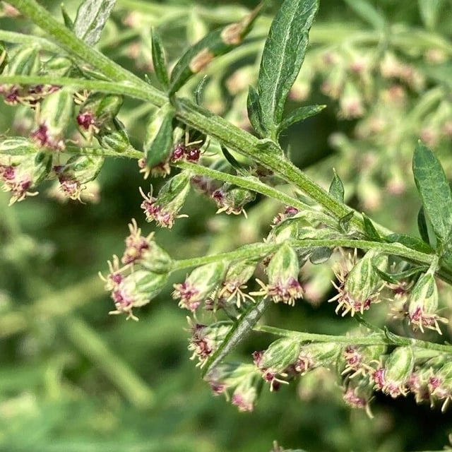 Artemisia princeps — flower