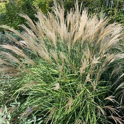 Miscanthus sinensis — flower
