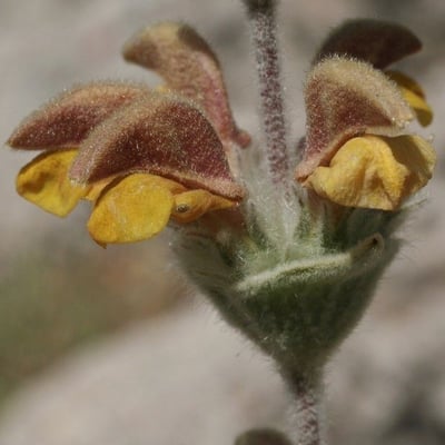 Phlomis crinita — flower