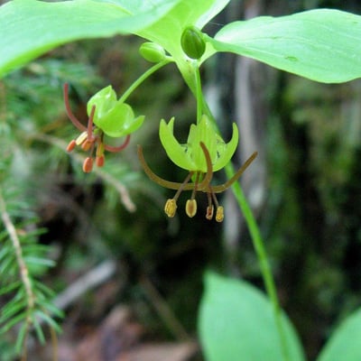 Medeola virginiana — flower