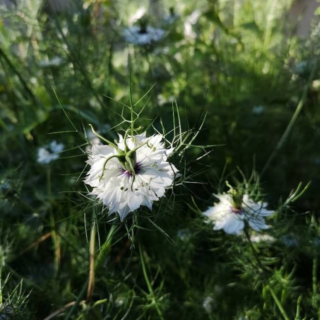 Nigella damascena — flower