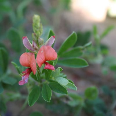 Indigofera miniata — flower