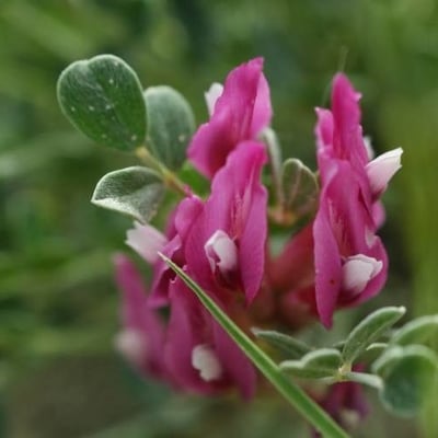 Vicia peregrina — flower