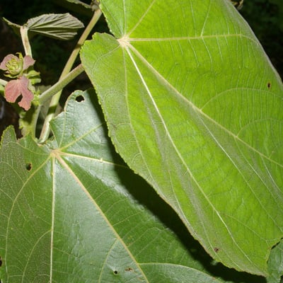 Heliocarpus americanus — flower