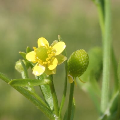 Ranunculus sceleratus — flower