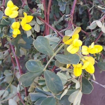 Coronilla valentina — flower