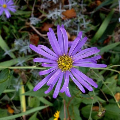Aster amellus — flower