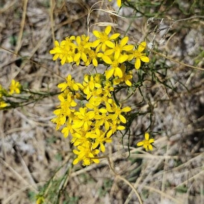 Gutierrezia sarothrae — flower