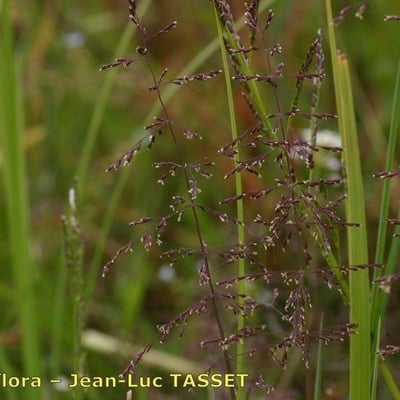Catabrosa aquatica — flower