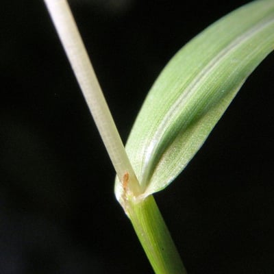 Digitaria violascens — bark