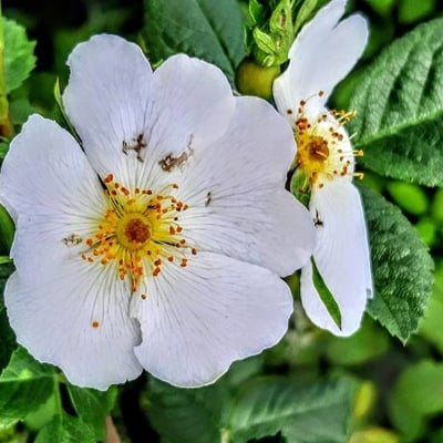 Rosa agrestis — flower