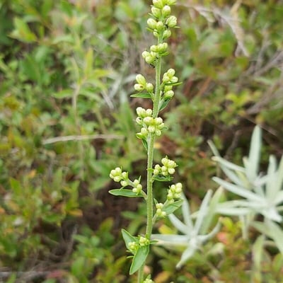 Solidago bicolor — flower