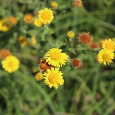 Pulicaria vulgaris — flower