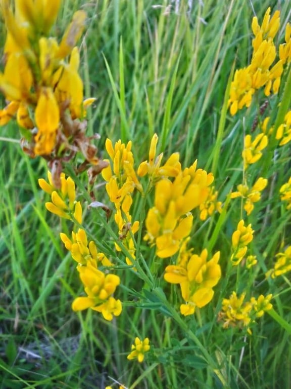 Dyer's broom