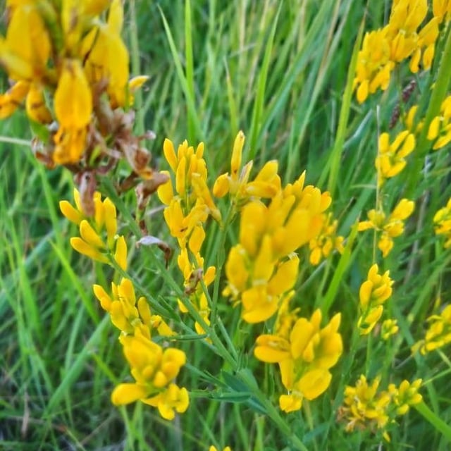 Genista tinctoria — flower
