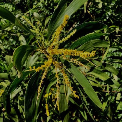 Acacia auriculiformis — flower
