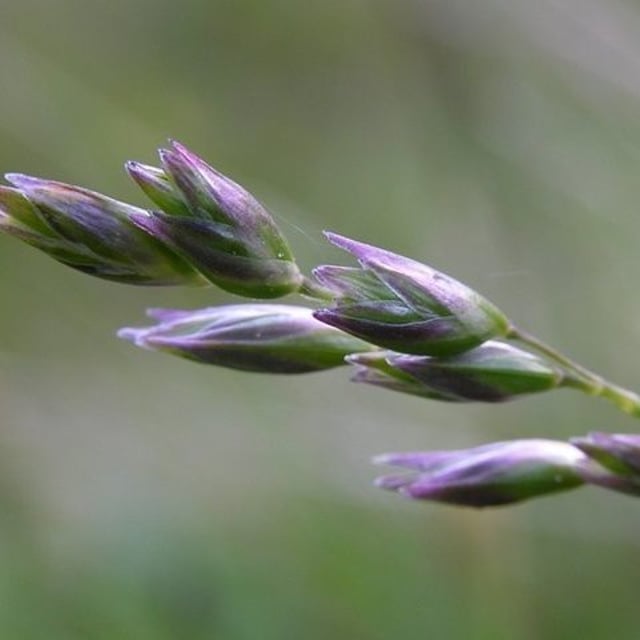 Danthonia decumbens — flower