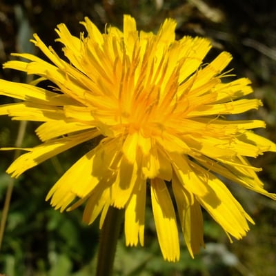 Crepis conyzifolia — flower