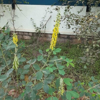 Crotalaria pallida — flower