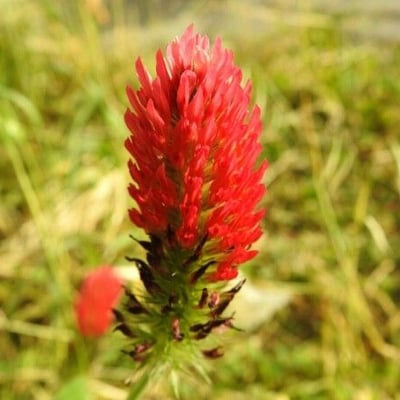 Trifolium incarnatum — flower