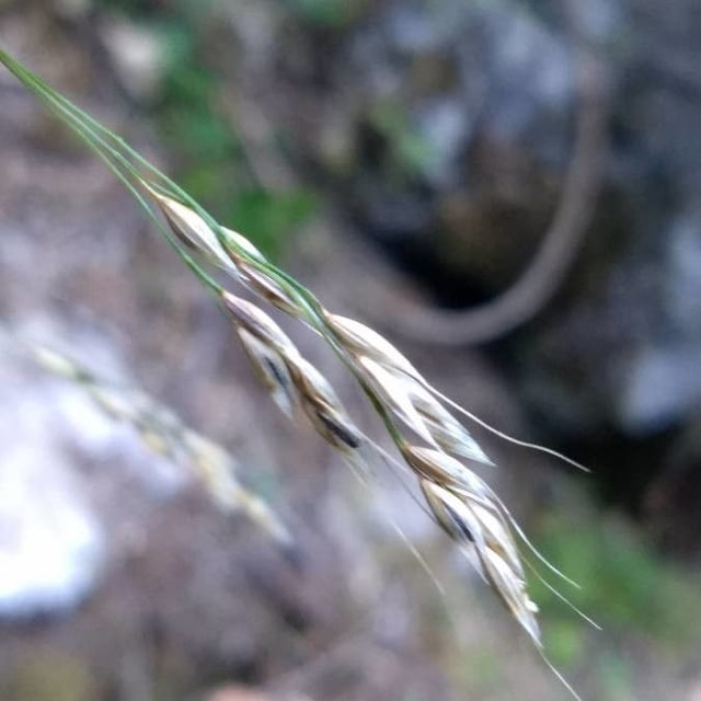 Achnatherum paradoxum — flower