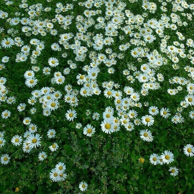 Tanacetum parthenium — flower
