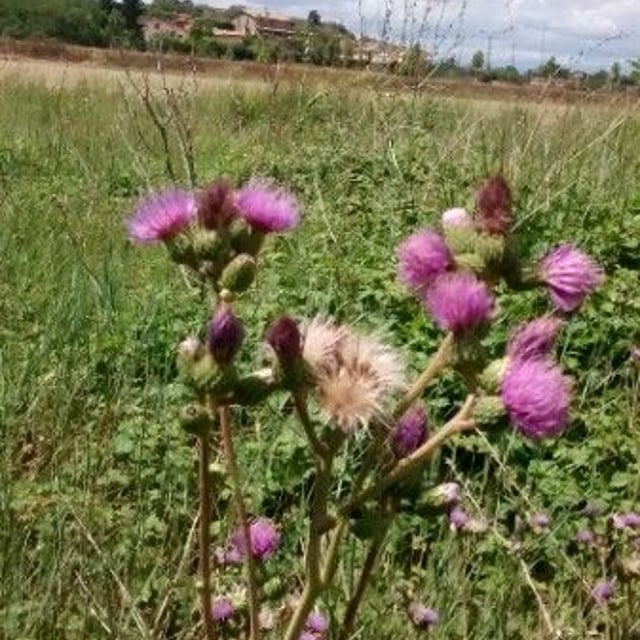 Cirsium monspessulanum — flower