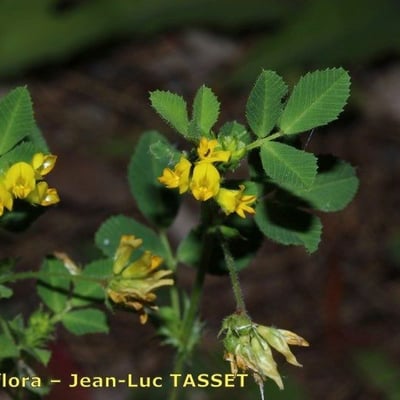 Medicago truncatula — flower