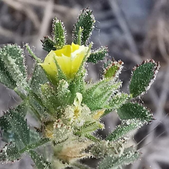 Ononis pusilla — flower