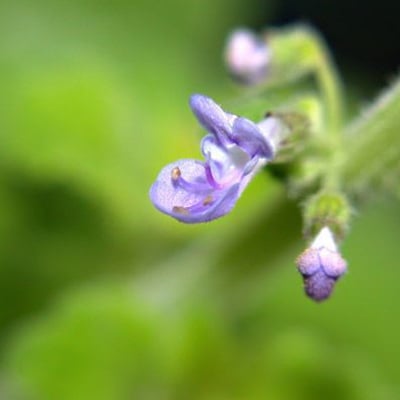 Plectranthus parviflorus — flower