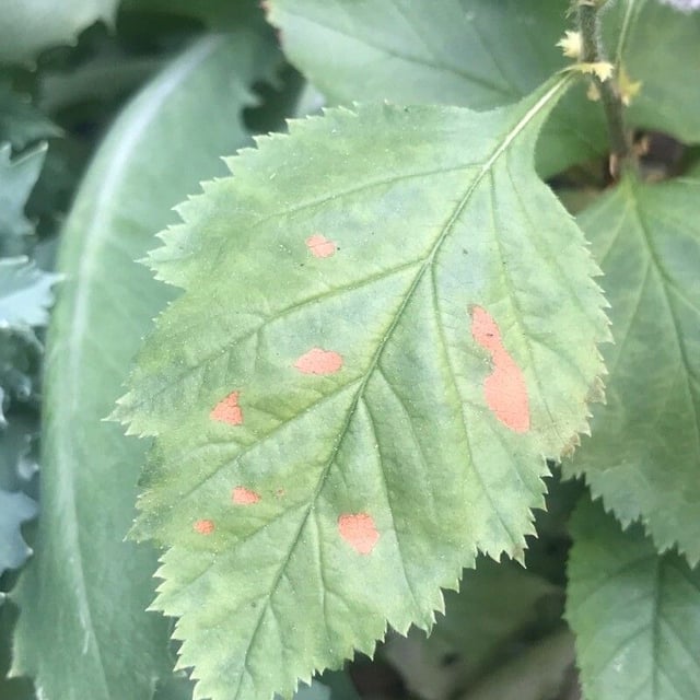Crataegus mollis — leaf