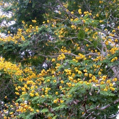 Peltophorum pterocarpum — flower