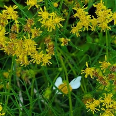 Euthamia graminifolia — flower
