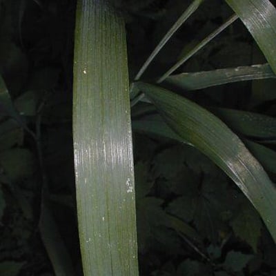 Elymus elymoides — leaf