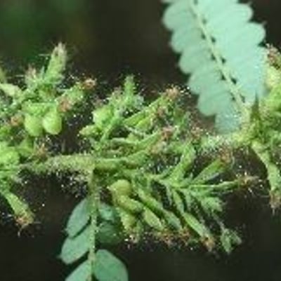 Aeschynomene americana — flower