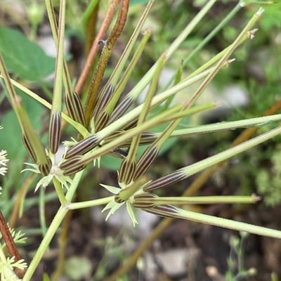Scandix australis — flower