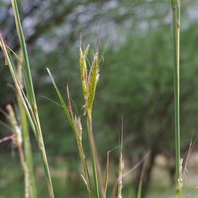Andropogon gayanus — flower