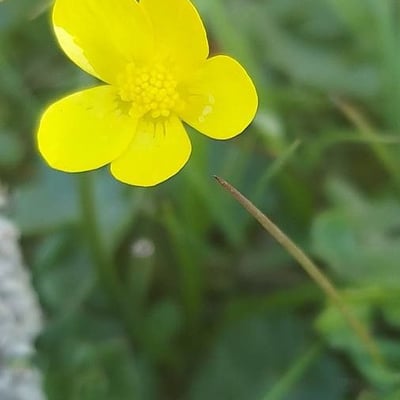 Ranunculus sardous — flower