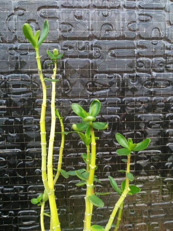 Needle-leaf wax plant